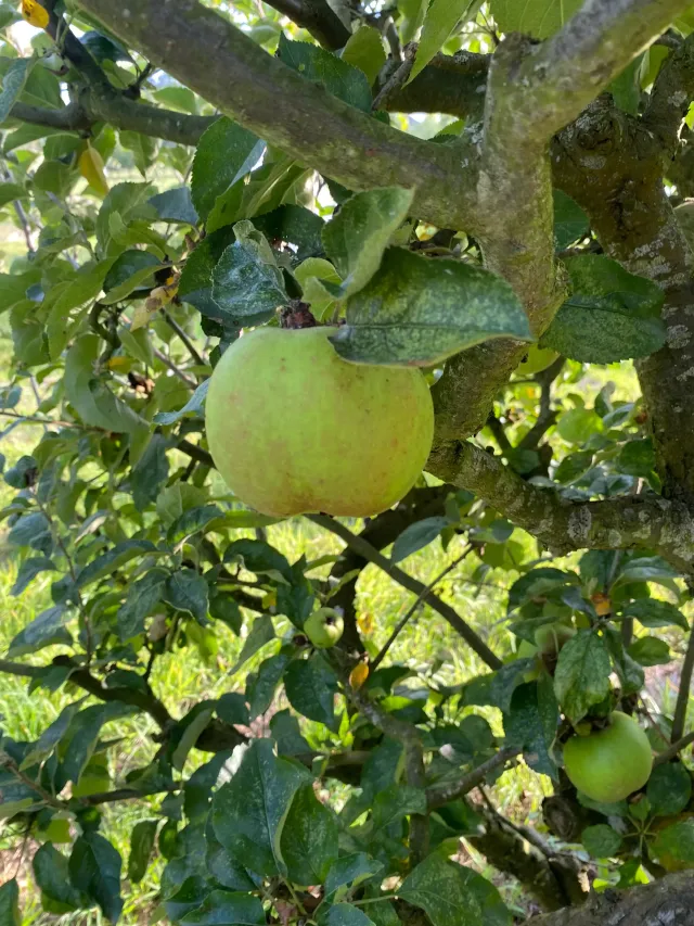 Michel Adam Canada Blanc pommier reinette octobre