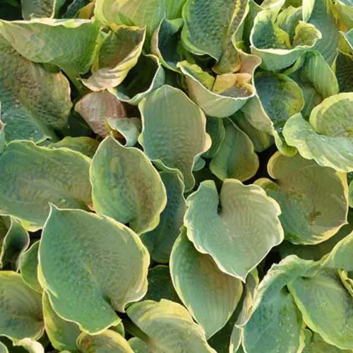 Bakker Hosta Pizzazz plante vivace ombre pot 9cm