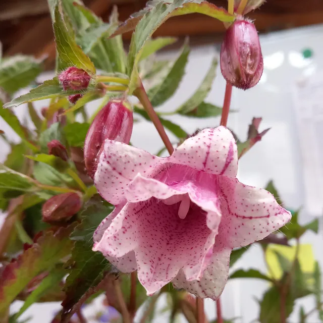 Passion Vivaces Campanula Extra clochette double godet