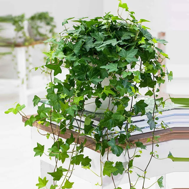 Bakker Plantes d'intérieur Lierre Pittsburgh pot 13 cm
