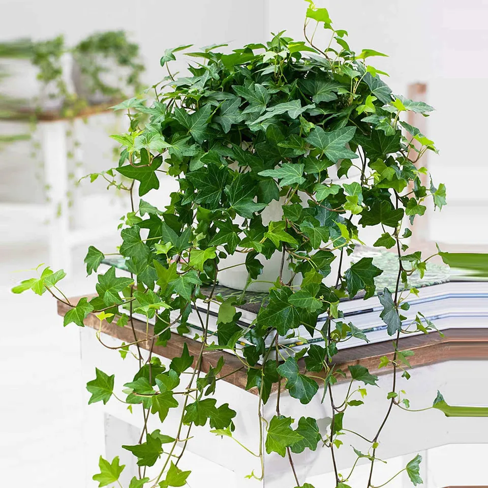 Bakker Plantes d'intérieur Lierre Pittsburgh pot 13 cm
