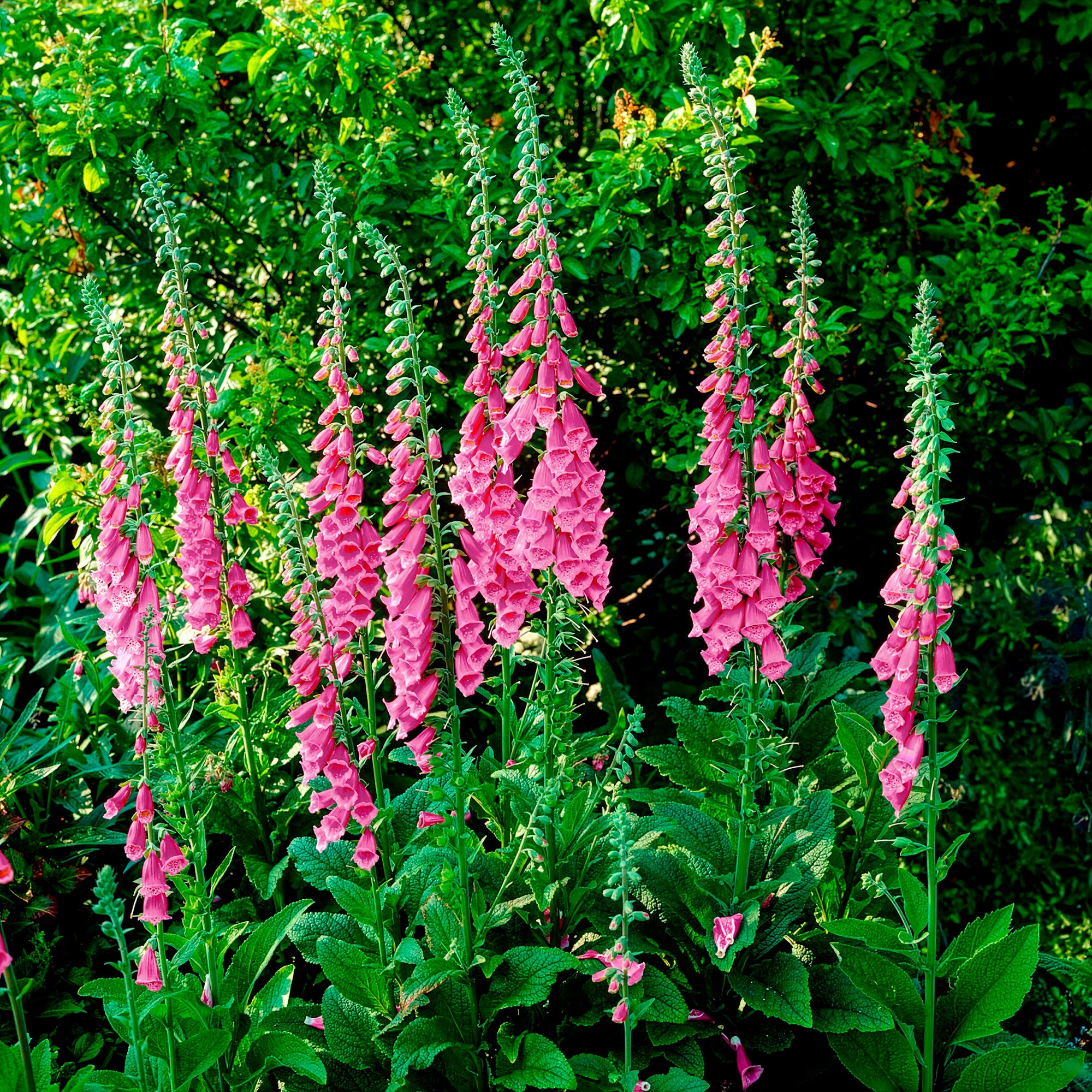 Bakker Digitale pourpre fleur pot 8cm mellifère