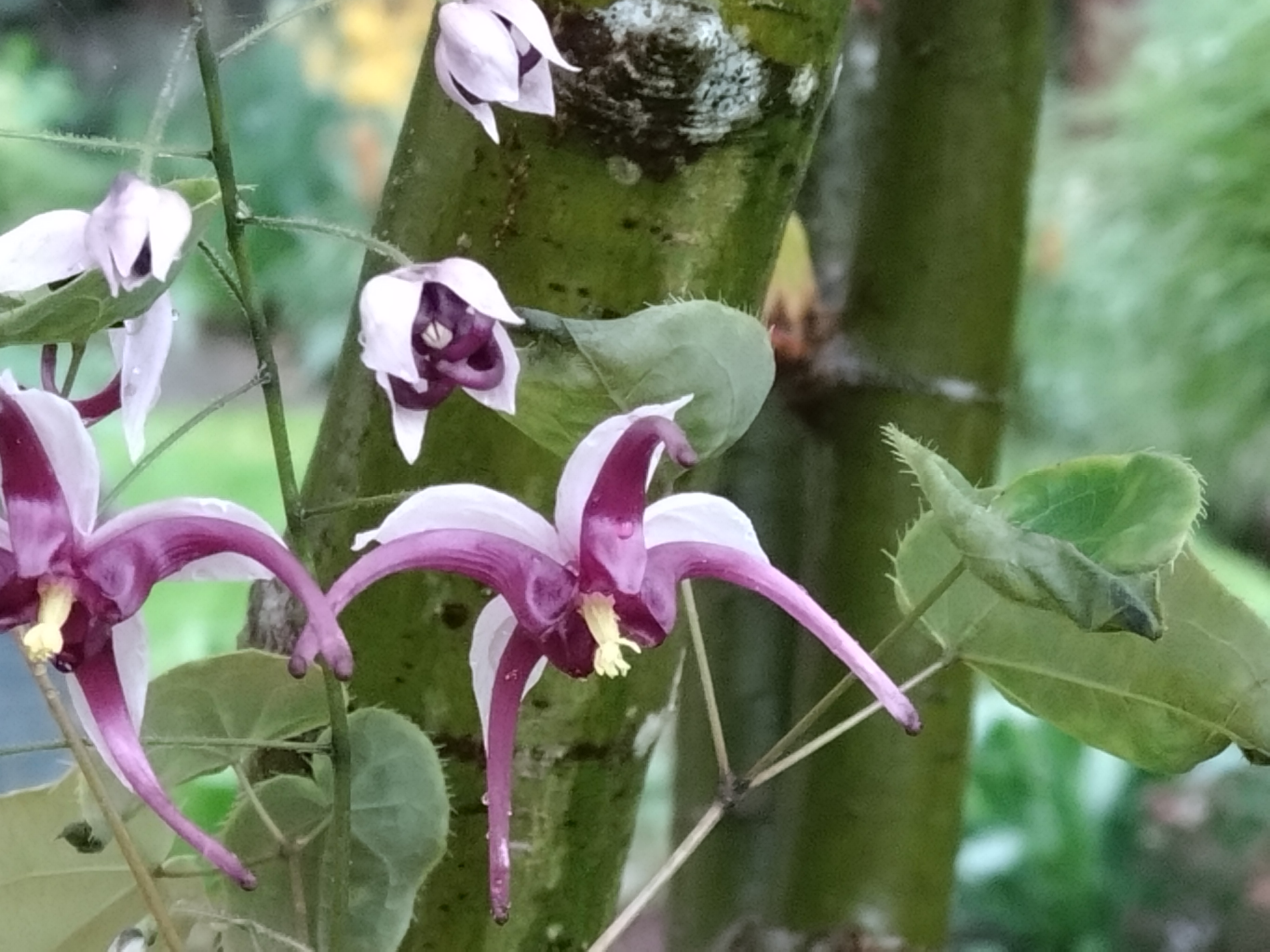 Passion Vivaces Epimedium acuminatum Night Mistress plante vivace pot 1L