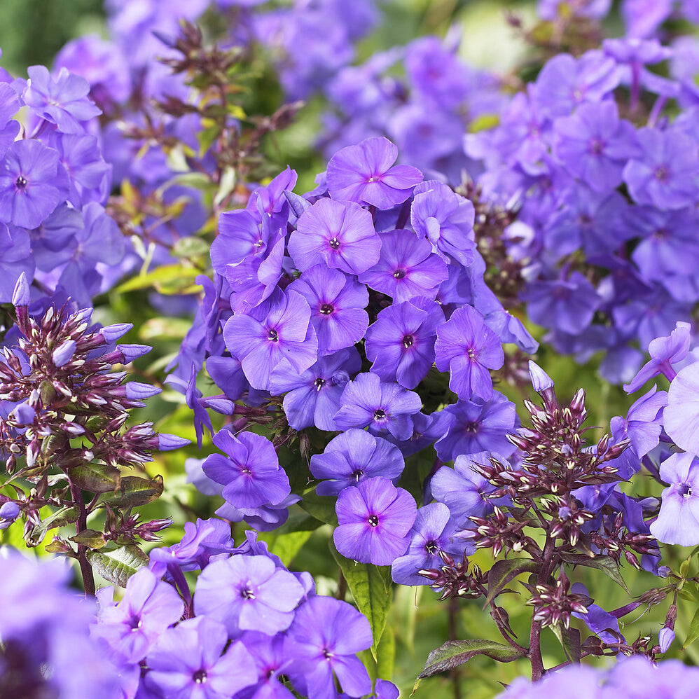 Bakker Phlox Amethyst violet 5 racines nues