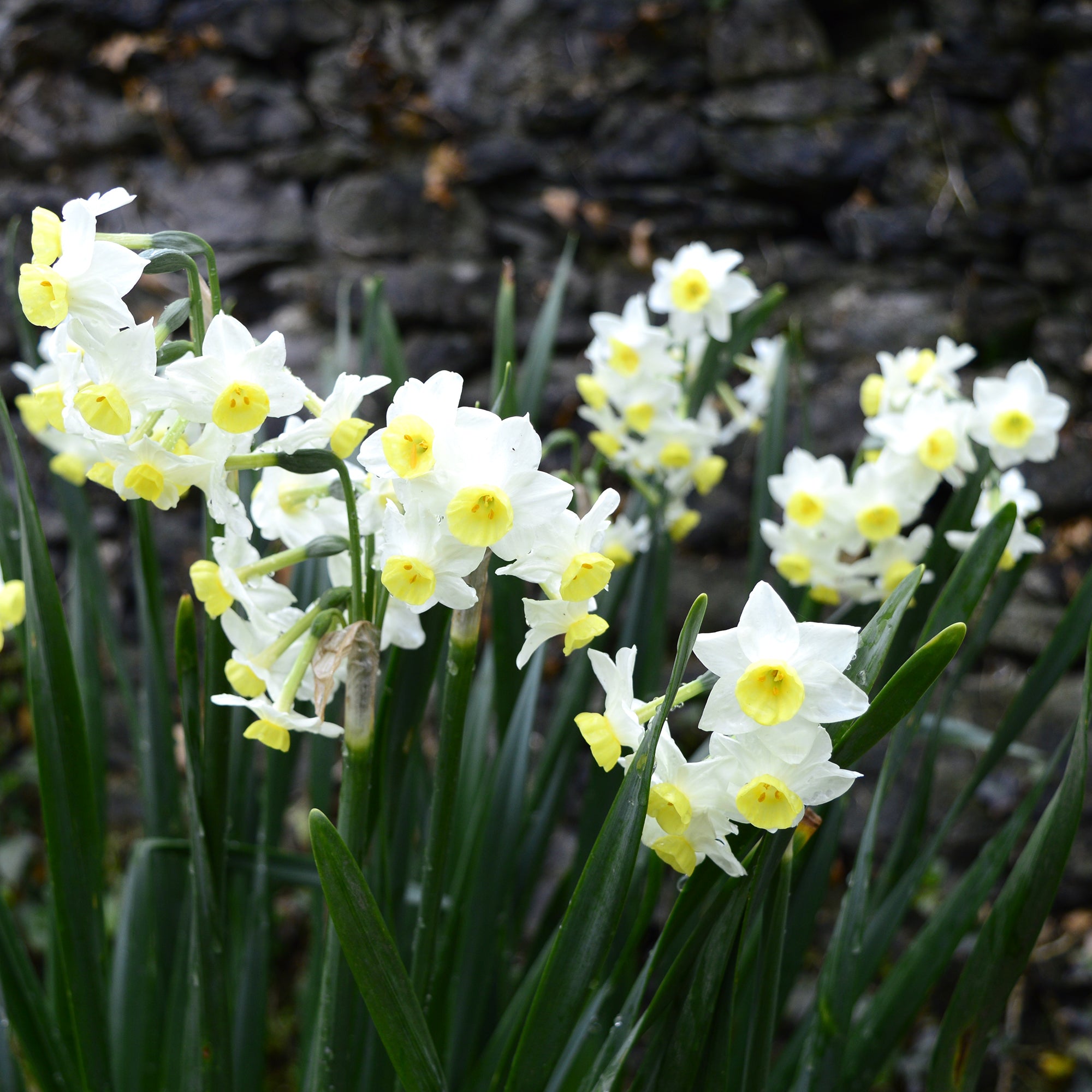 Bakker Mini-narcisses Minnow bulbes sachet 10 jaune