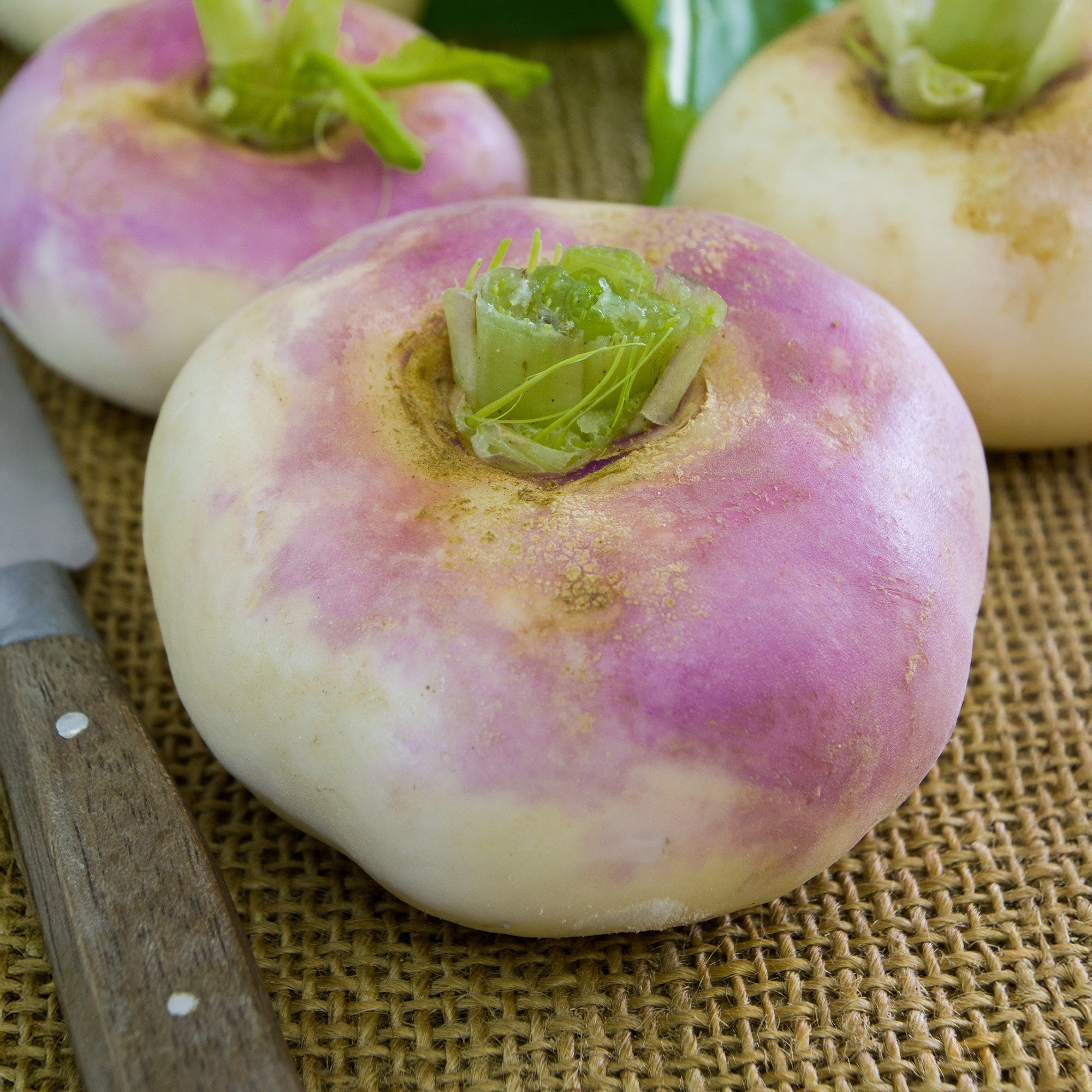 Bakker Navet De Milan à collet rose graines 5g précoce