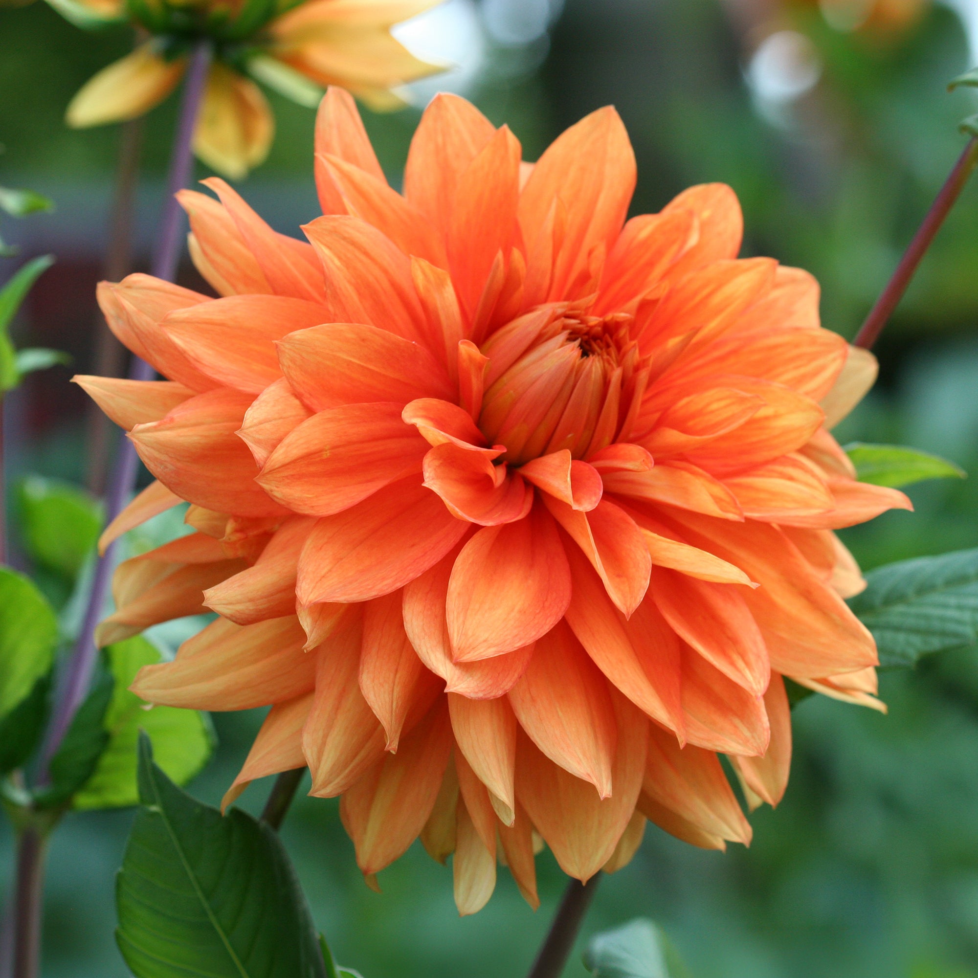 Bakker Dahlia orange plante terrasse pot 10,5cm été