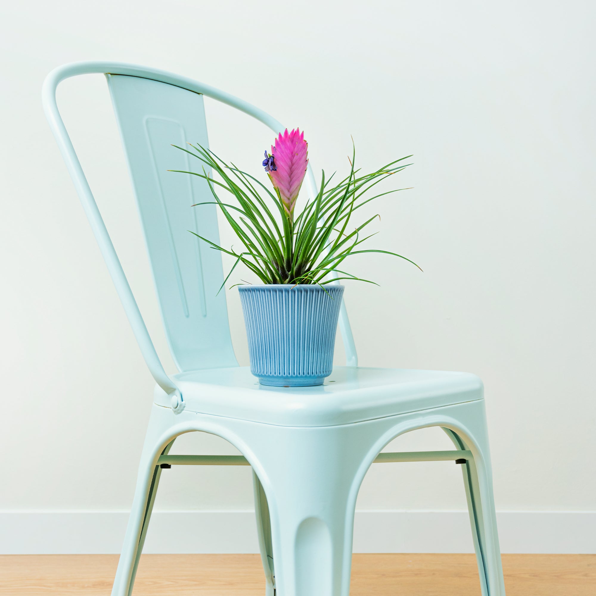 Bakker Tillandsia bleu plante intérieure pot 9cm épi rose