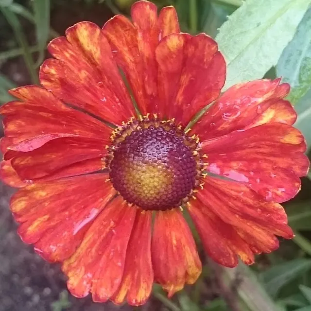 Passion Vivaces Helenium Baudirektor Linné plante godet rouge