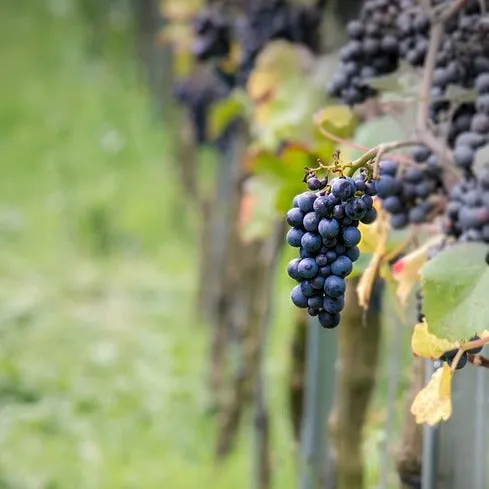 Bakker Fruitiers Vigne Pinot vigne motte 20-40cm autofertile