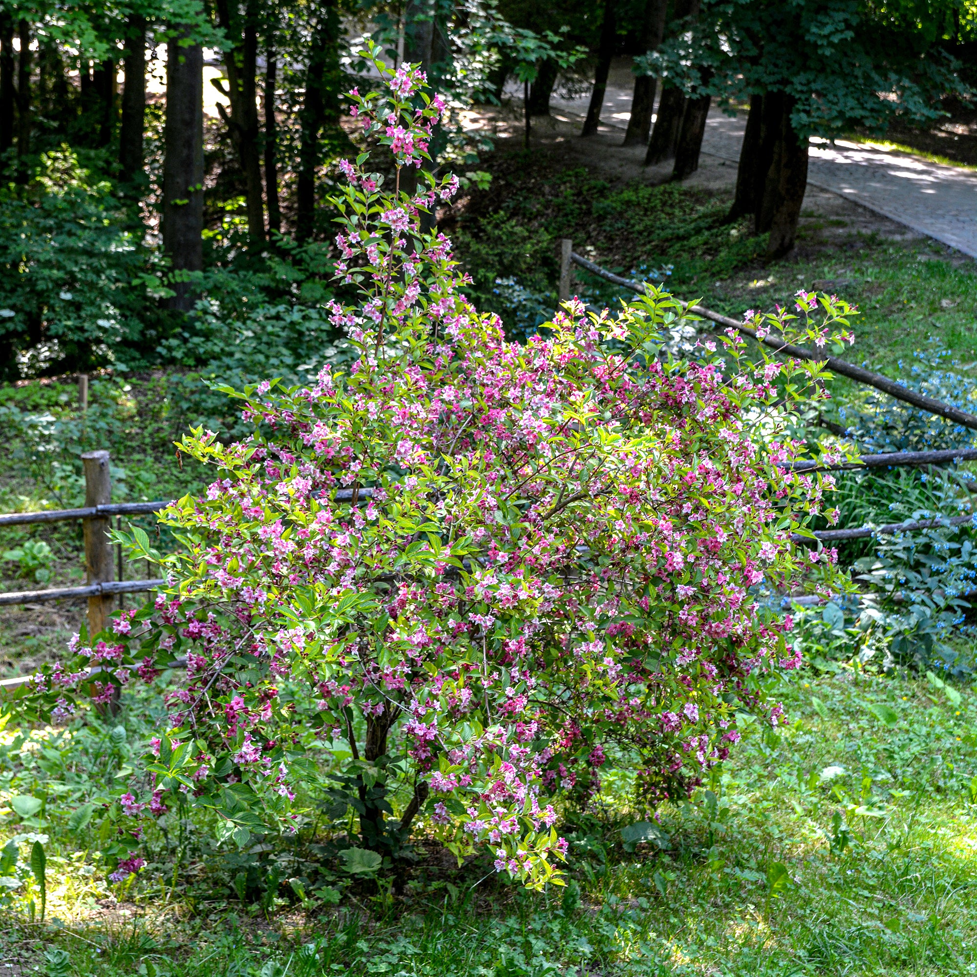 Bakker Weigelia Pink Princess arbuste pot 9cm 15cm fleurs roses
