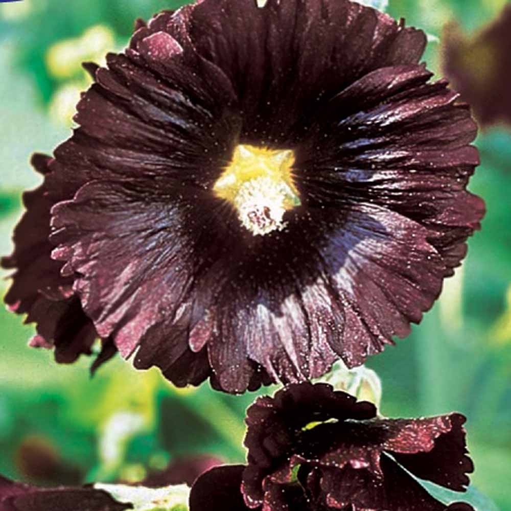Bakker Rose trémière Jet Black sachet 0,4g noire