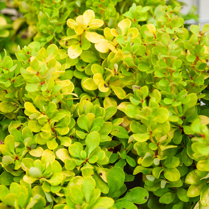 Bakker Golden Rocket épine-vinette arbuste jaune pot 2L