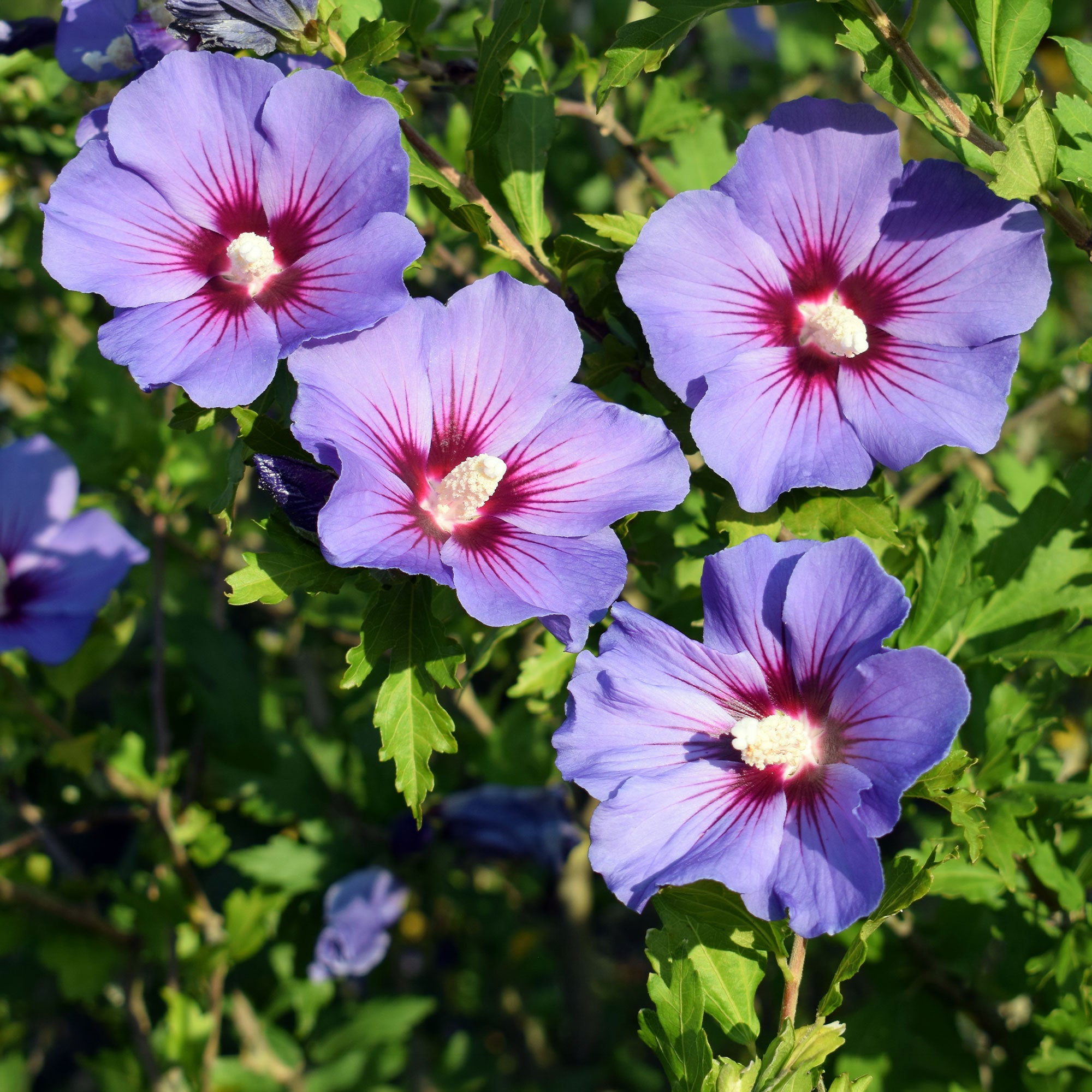 Bakker Hibiscus bleu sur tige Hibiscus syriacus arbuste pot 4L