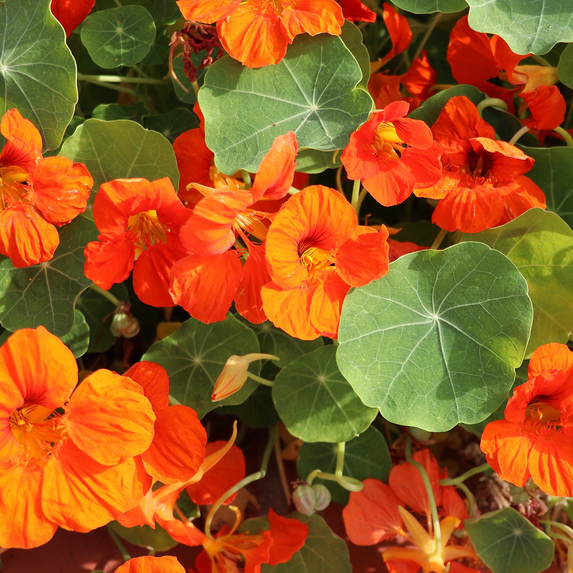 Bakker Capucine orange plante terrasse pot 13cm comestible soleil
