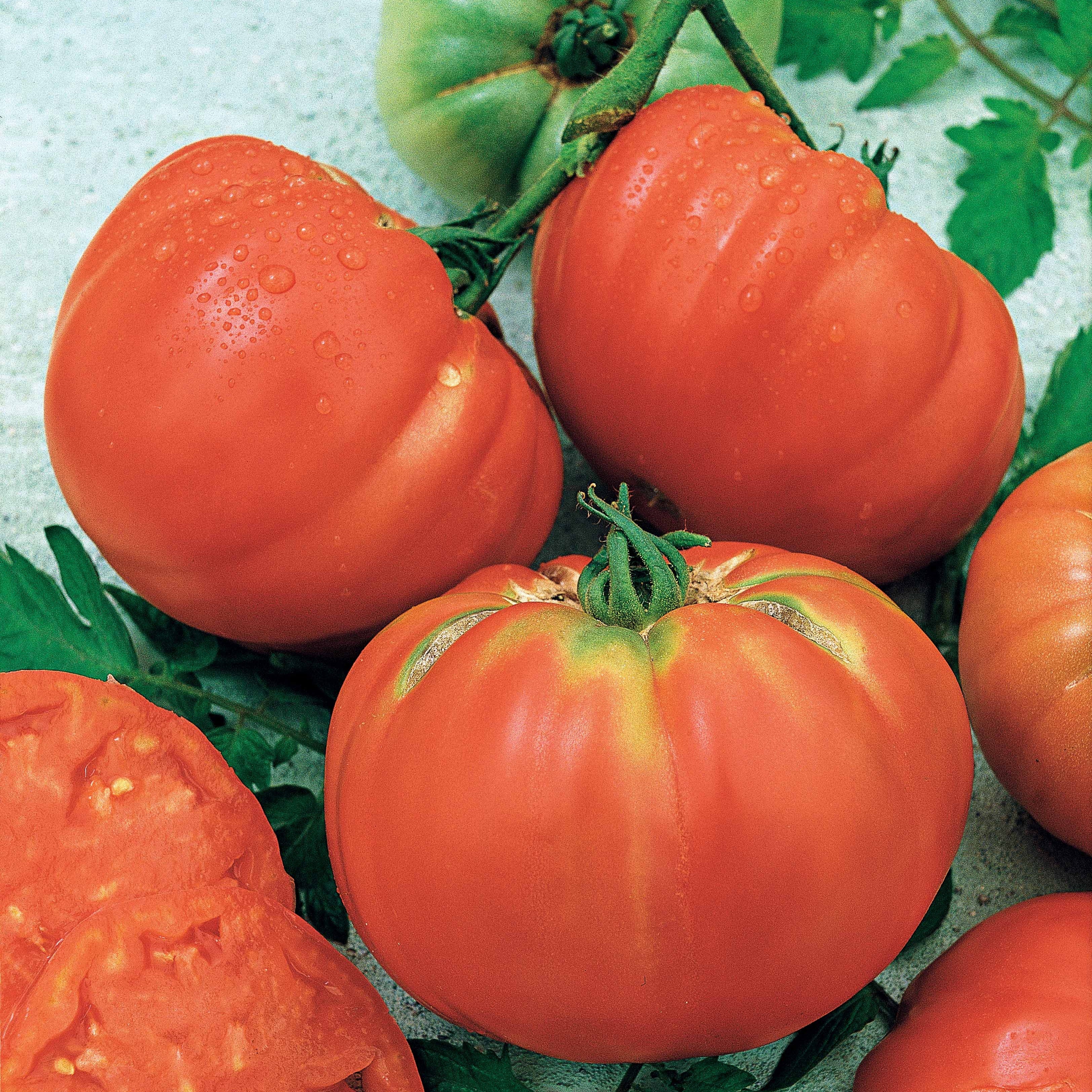 Bakker Brandywine tomate sachet 50 graines chair