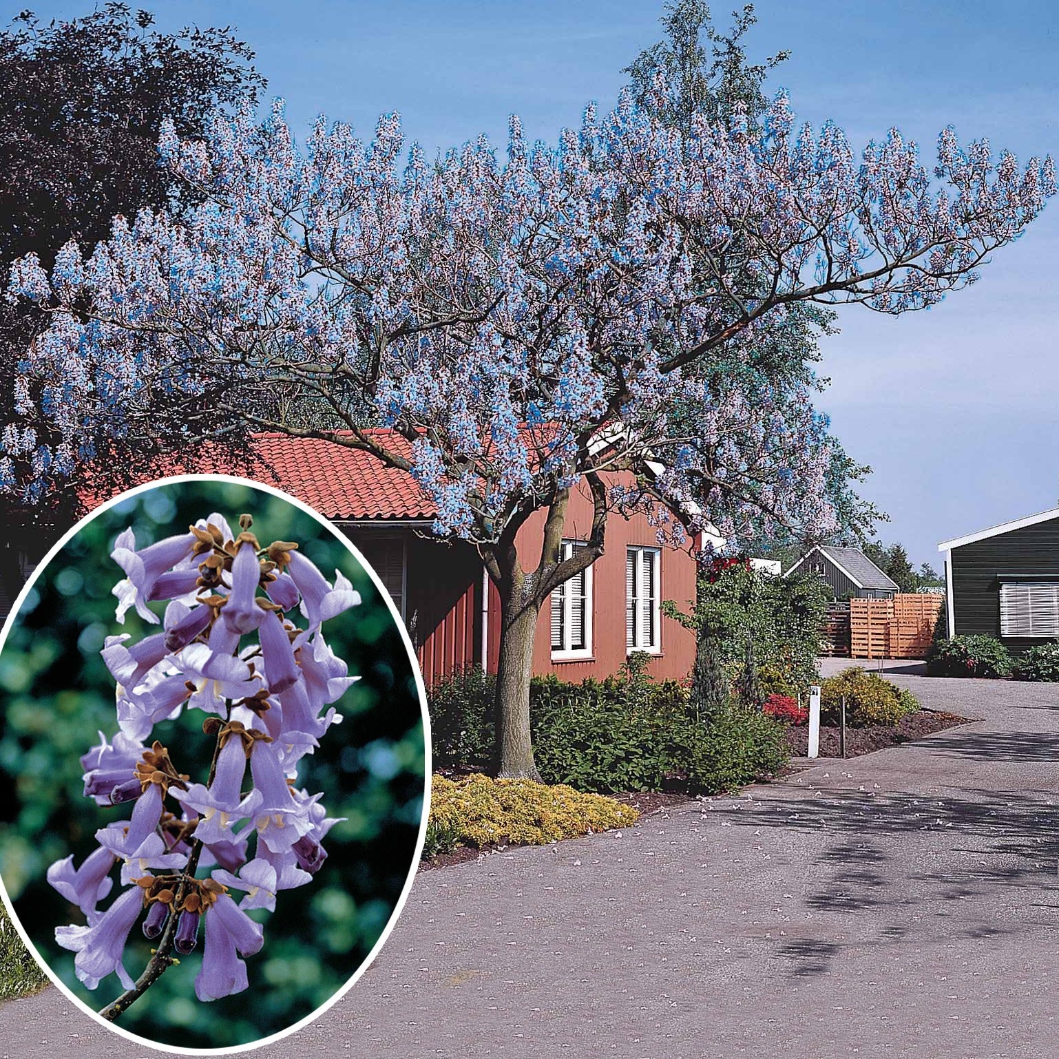 Bakker Paulownia Arbre impérial pot 2L violet