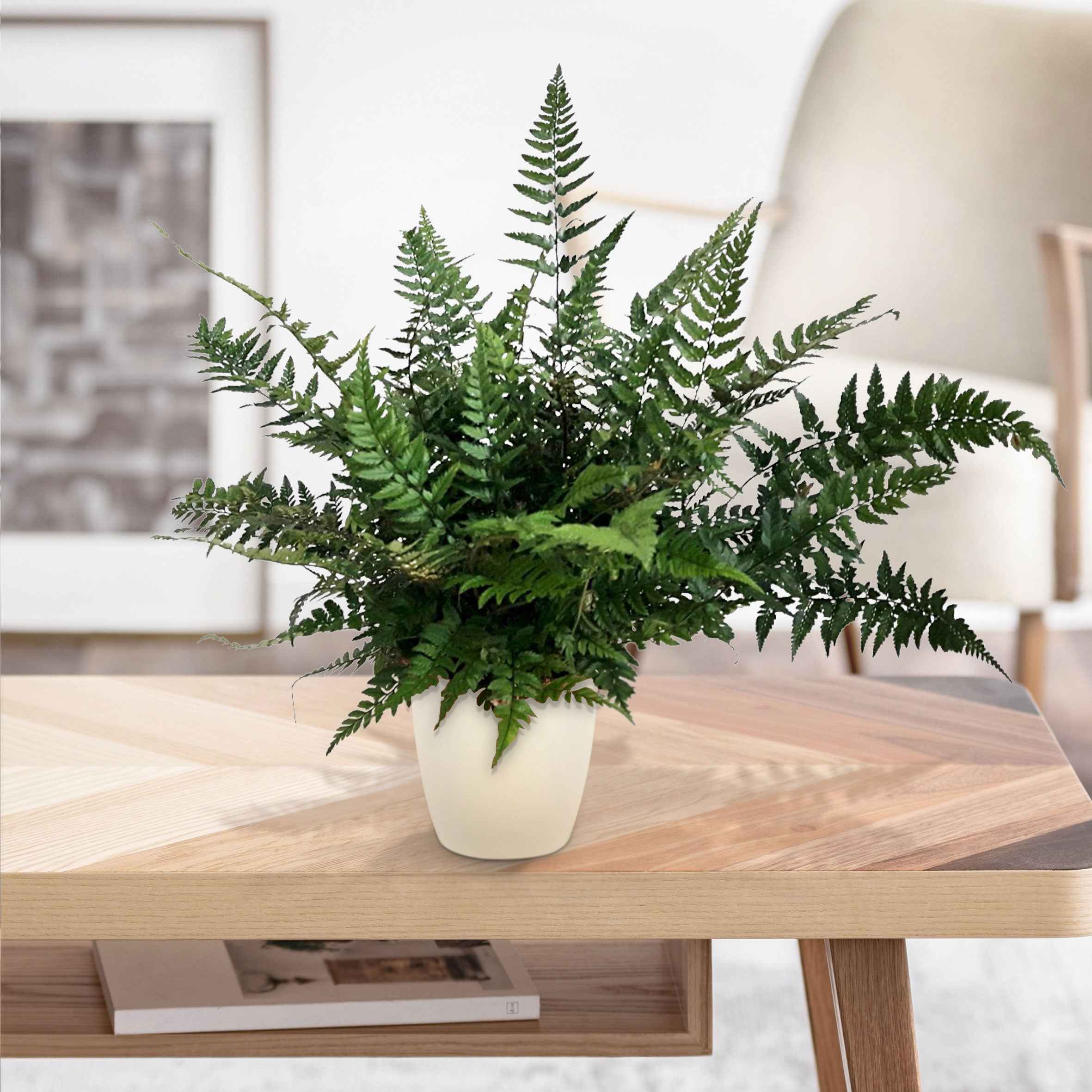 Bakker Polystichum tsussimense fougère pot 9cm persistante