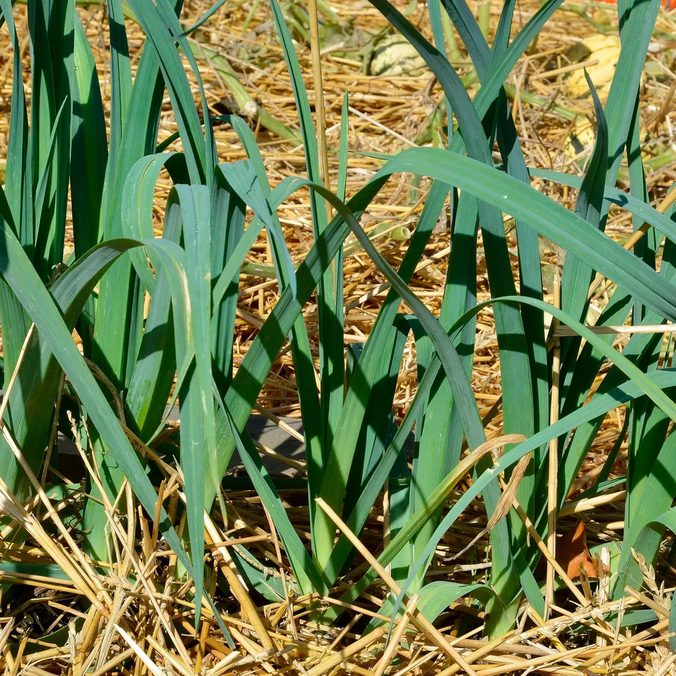 Bakker Bleu de Solaise poireaux plants 50 hiver rustique