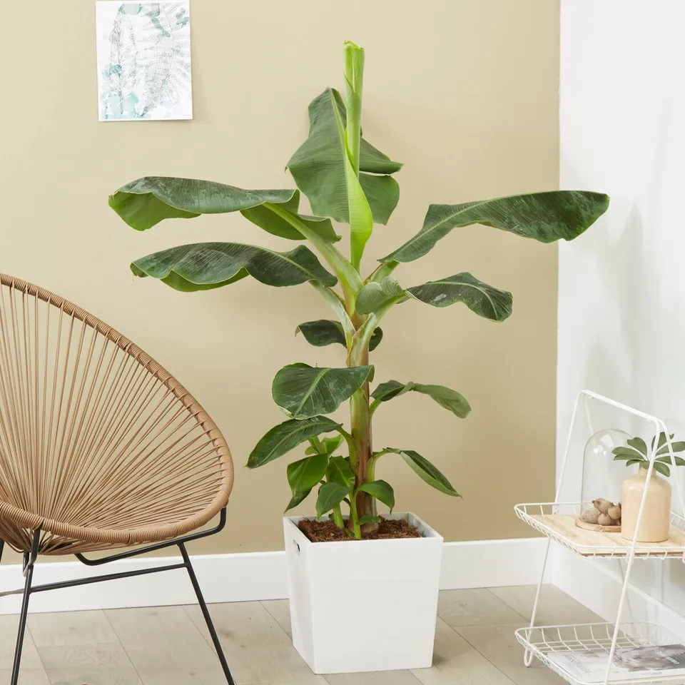 Bakker Bananier nain Musa plante intérieur pot 21cm