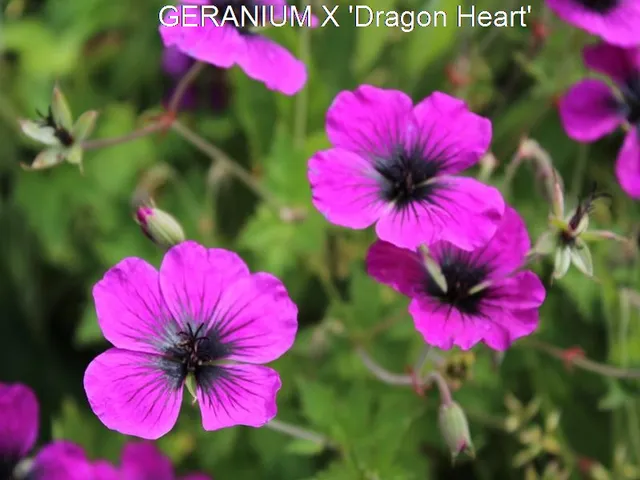 Passion Vivaces Geranium Dragon Heart géranium pot 1L magenta