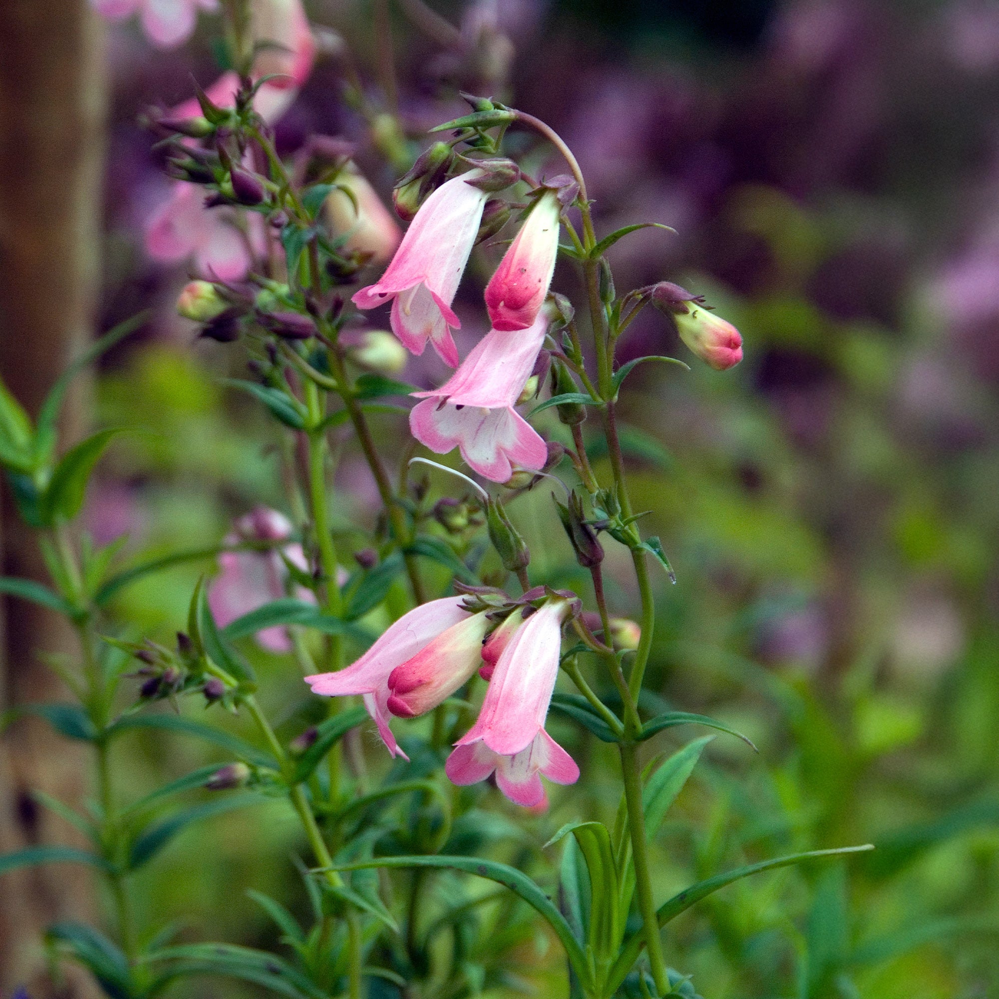 Bakker Galane Apple Blossom Penstemon rose pot 8cm