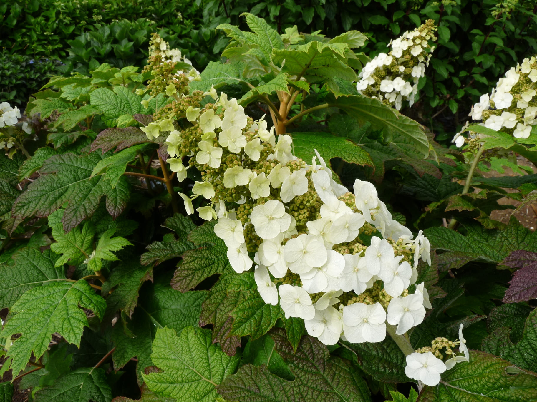 Les Hortensias du Haut Bois Hydrangea quercifolia Snow queen hortensia blanc