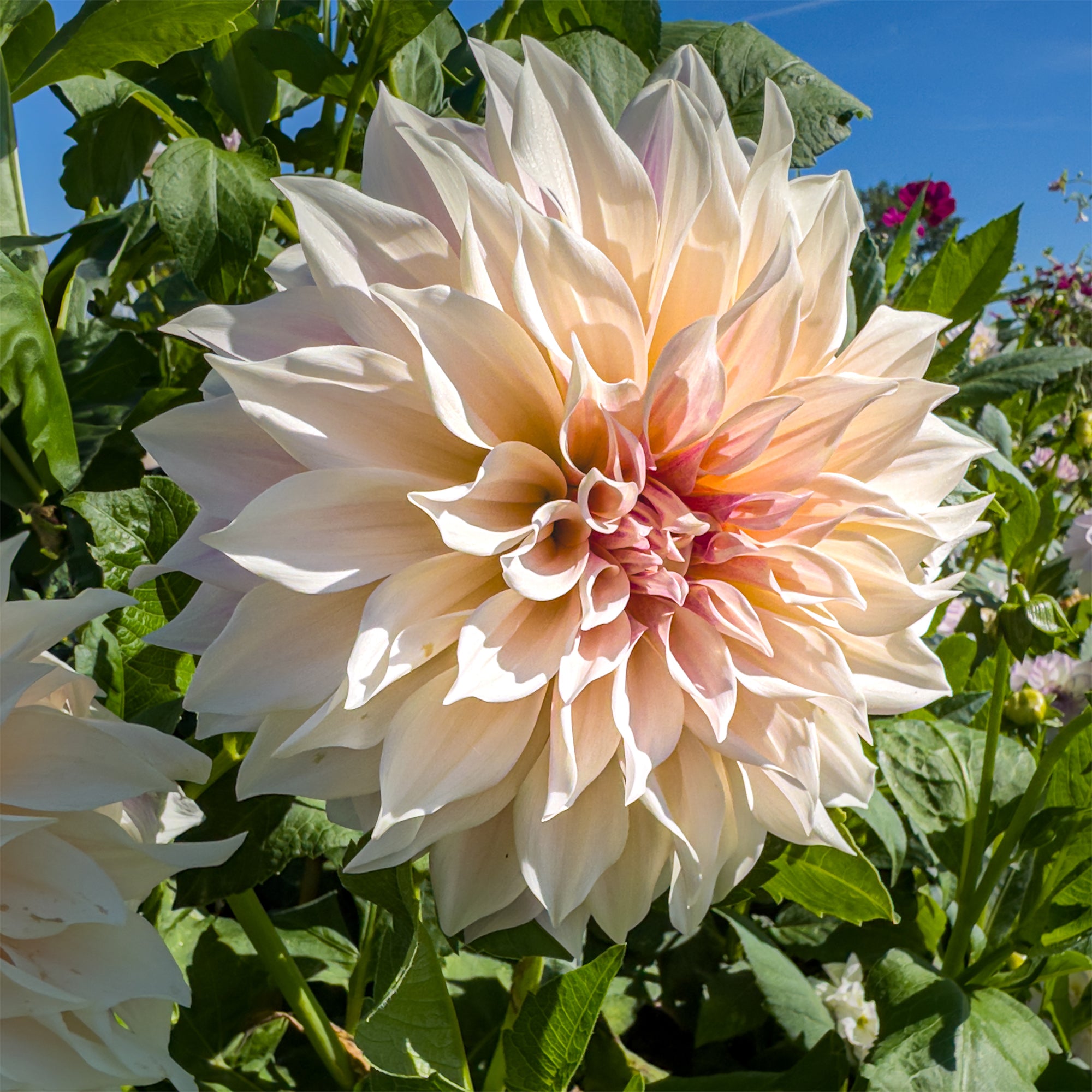 Bakker Dahlia Café au lait bulbes sachet 3 calibre I