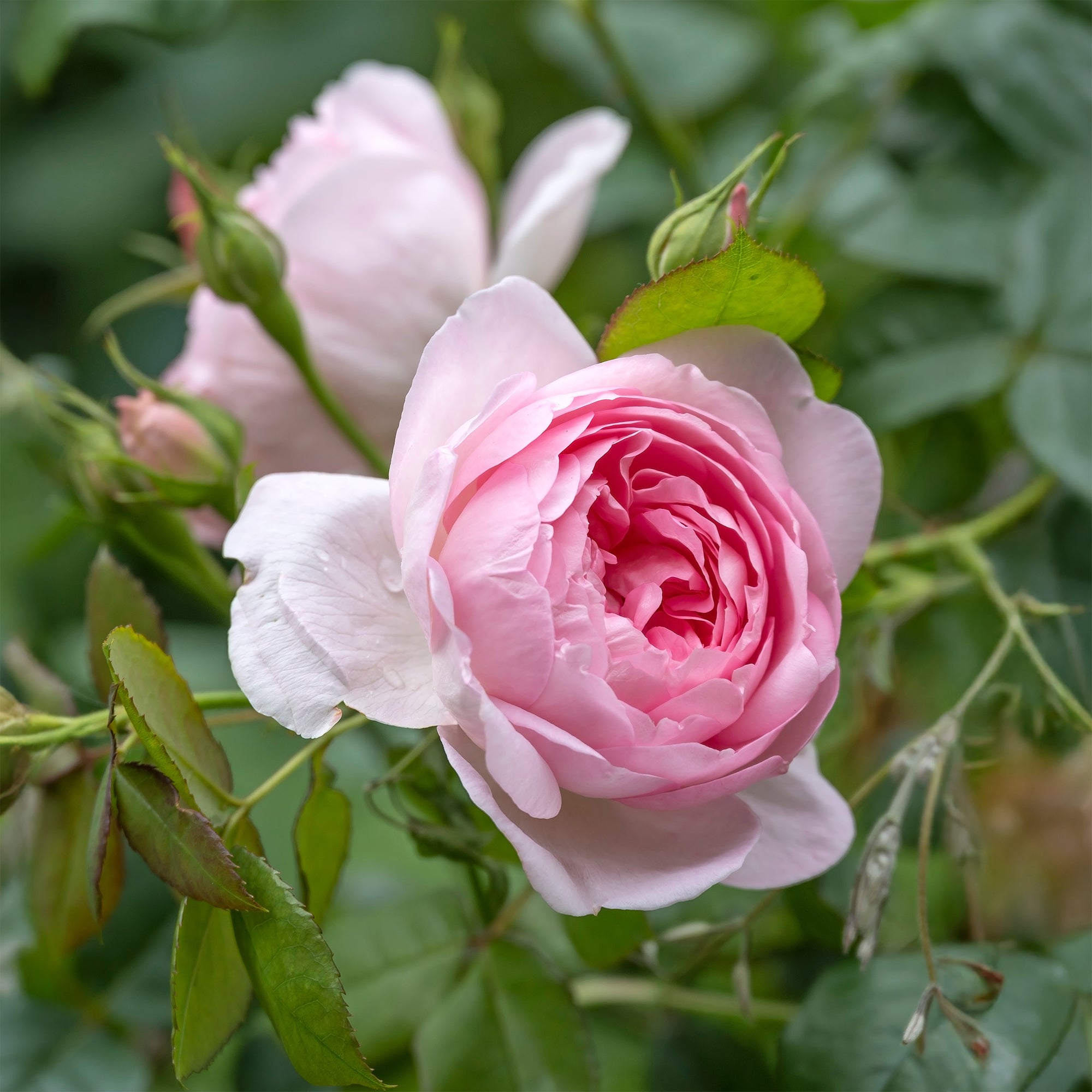 Bakker Rosier Her's Ausgreen rosier anglais rose motte 3 branches