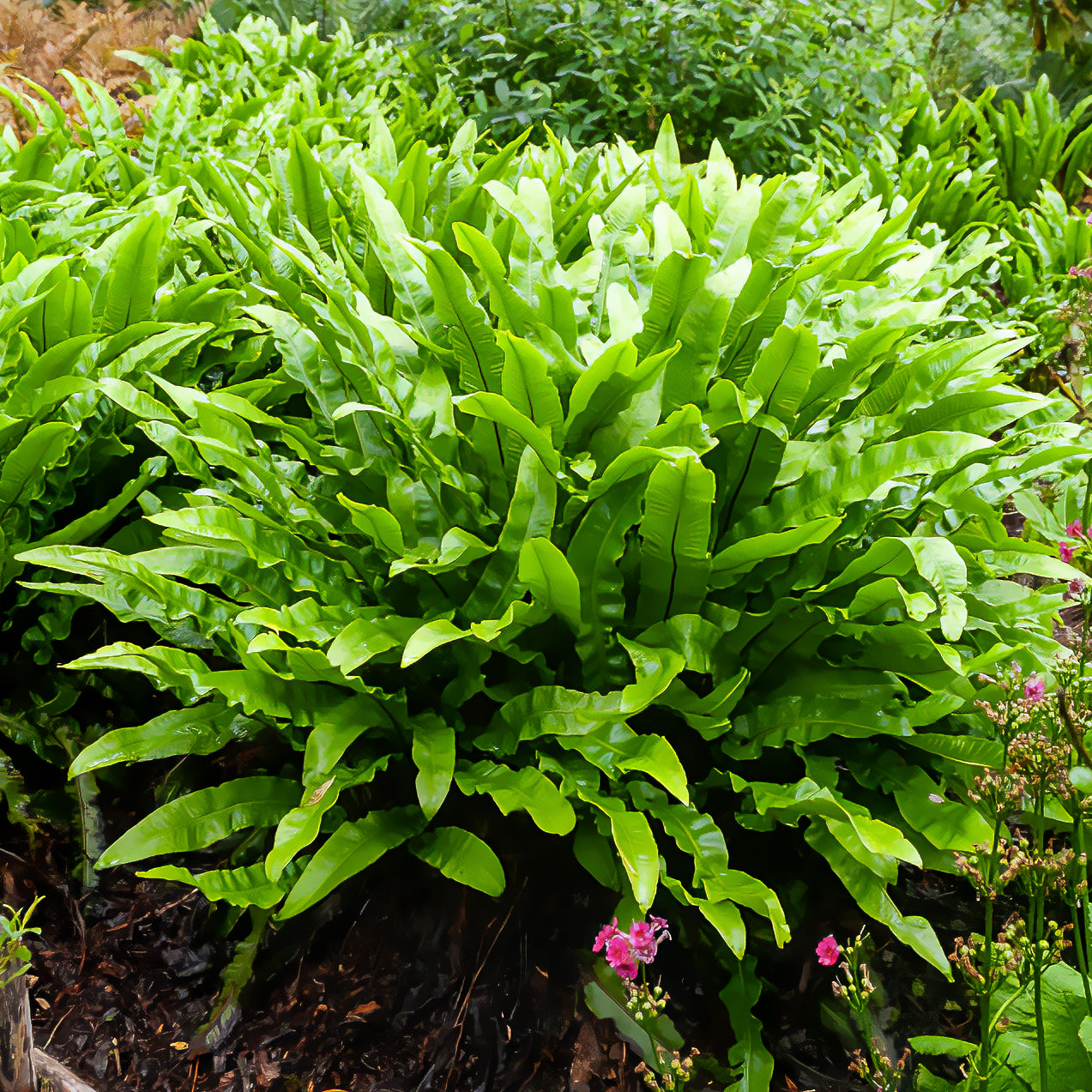 Bakker Fougère Scolopendre Langue de Cerf Vivace Pot 9cm