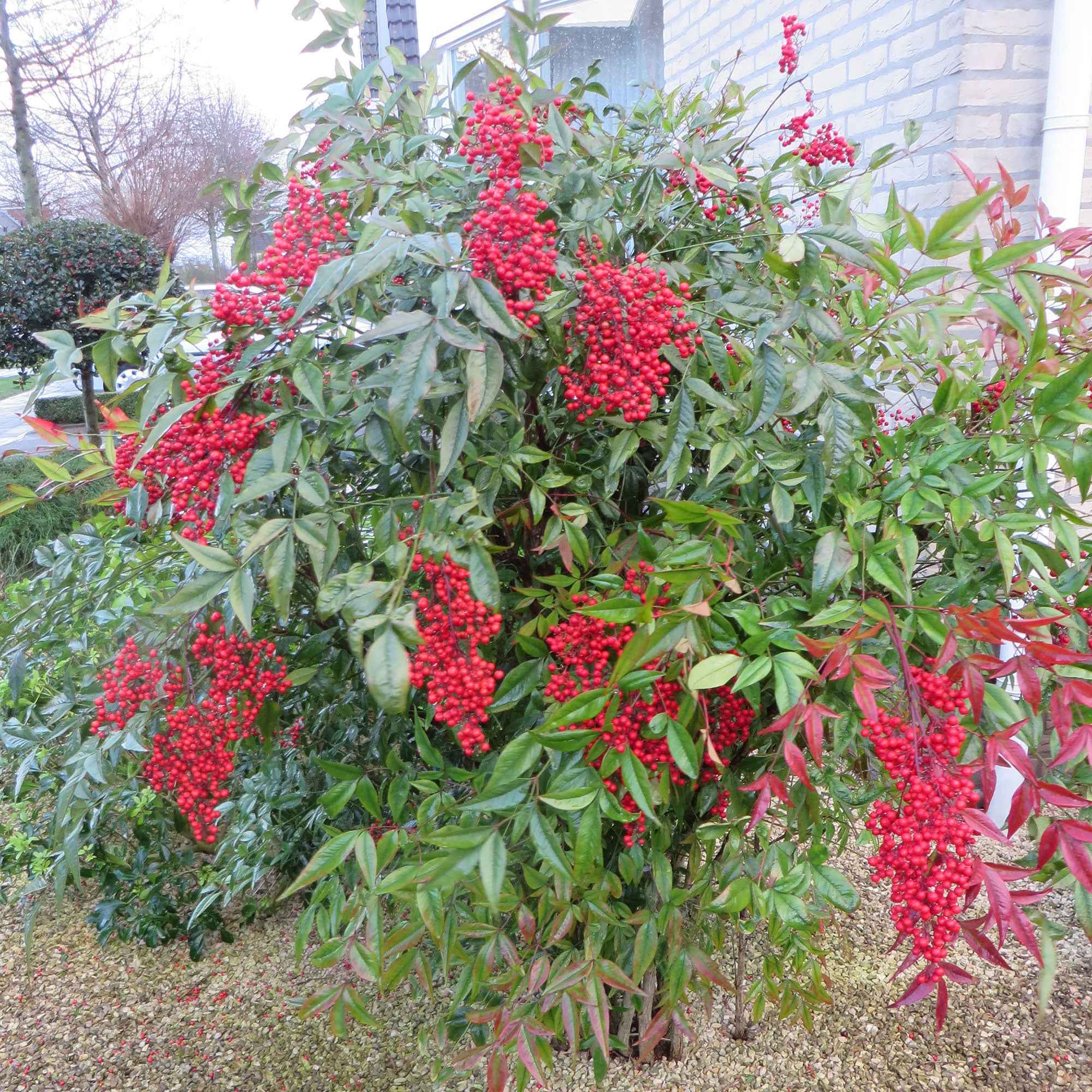 Bakker Nandina Fire Power bambou sacré pot 2L 20-30cm