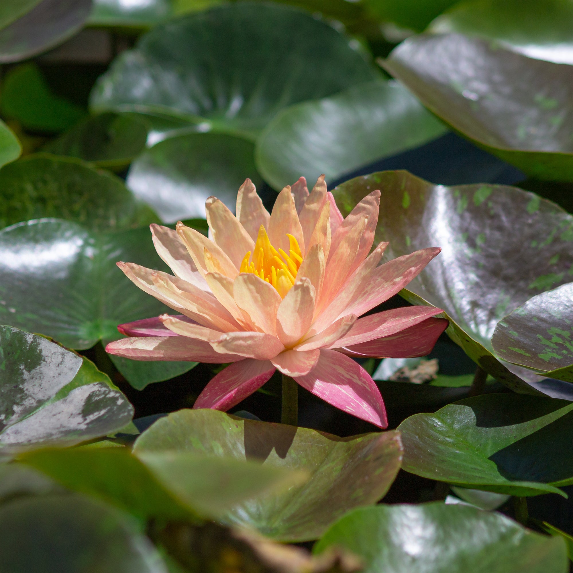 Bakker Nénuphar Wanvisa plante bassin pot Ø 11cm