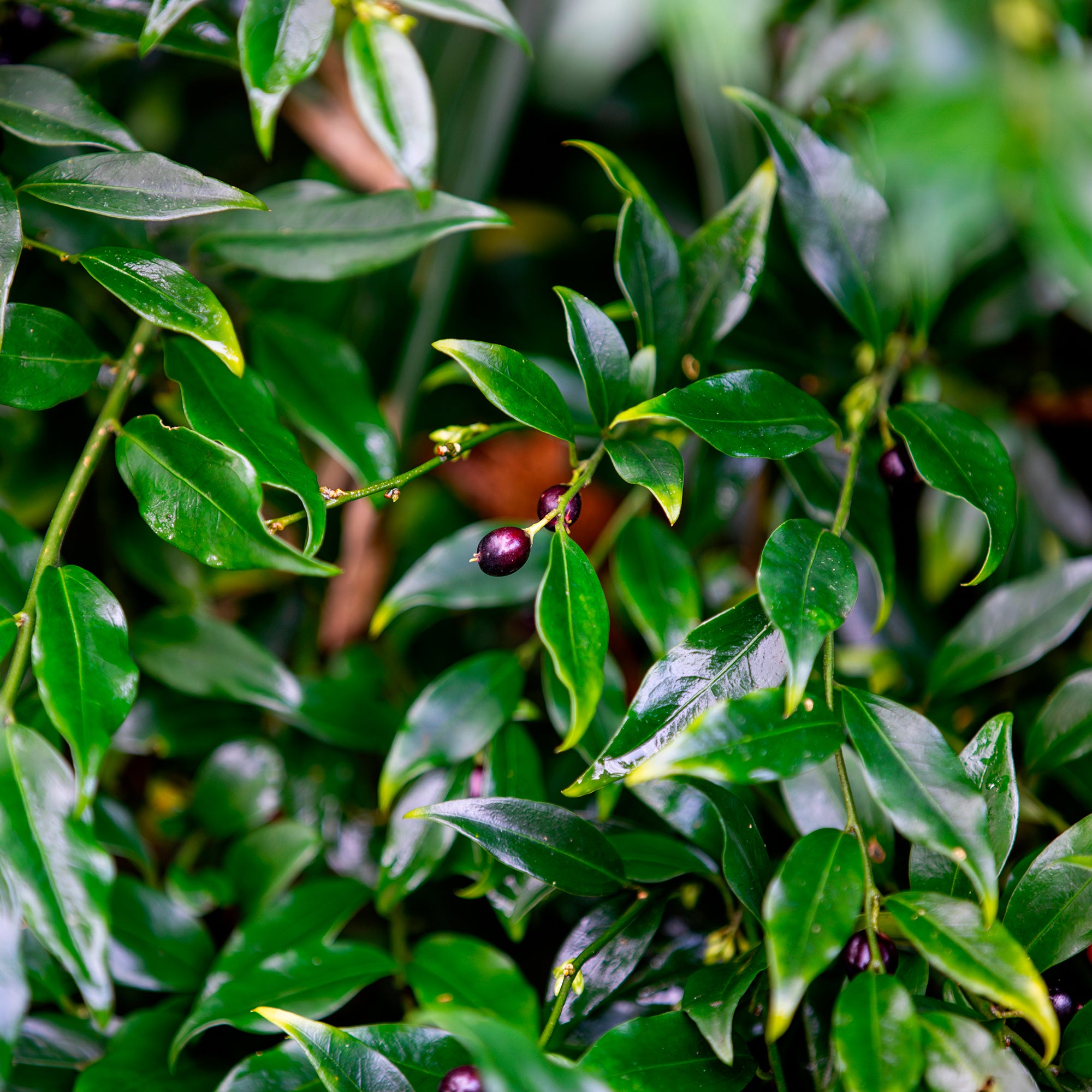 Bakker Sarcocoque Sarcococca arbuste d'ombre parfumé 4,5 L