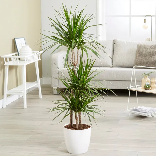 Bakker Dracaena marginata dragonnier pot 17 cm 70-90 cm