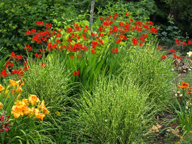 Passion Vivaces Crocosmia Lucifer plante vivace godet rouge