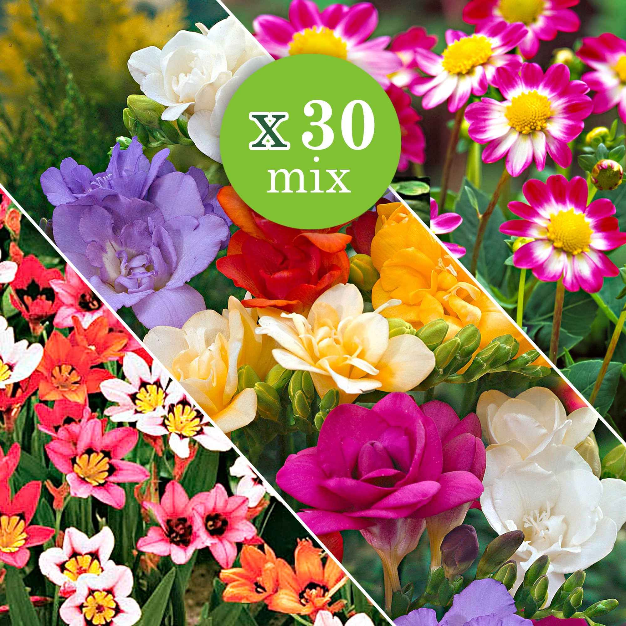 Bakker Bulbes fleurs d'été mélange sachet 30 bulbes