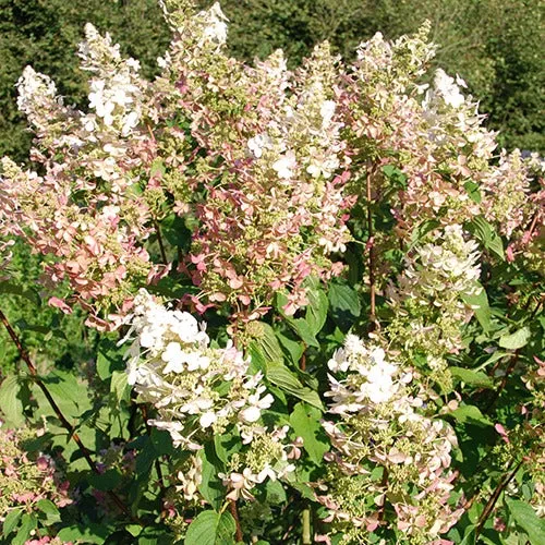 Bakker Hortensia paniculé Dolly arbuste pot 3L blanc rosé