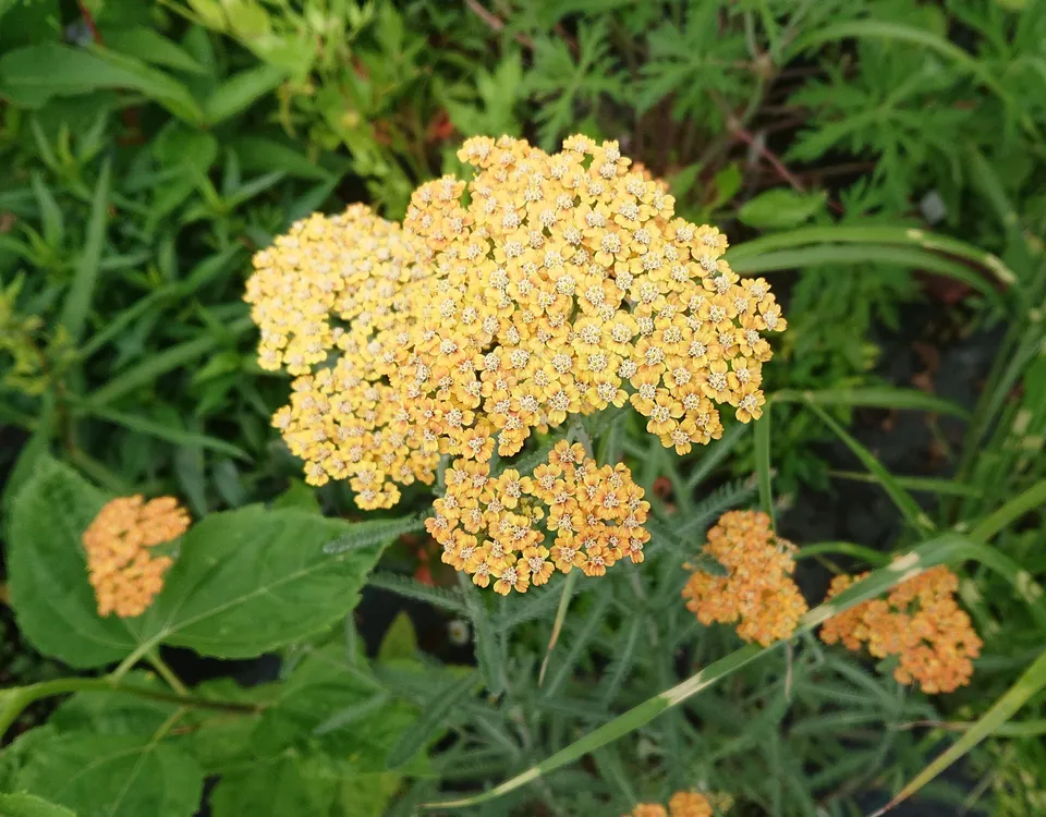 Passion Vivaces Achillea Inca Gold plante de jardin godet fleurs jaunes