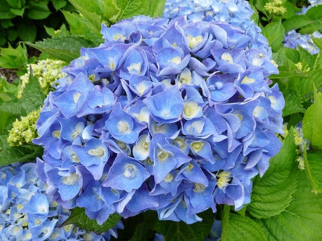 Les Hortensias du Haut Bois Yola hortensia boule rose godet