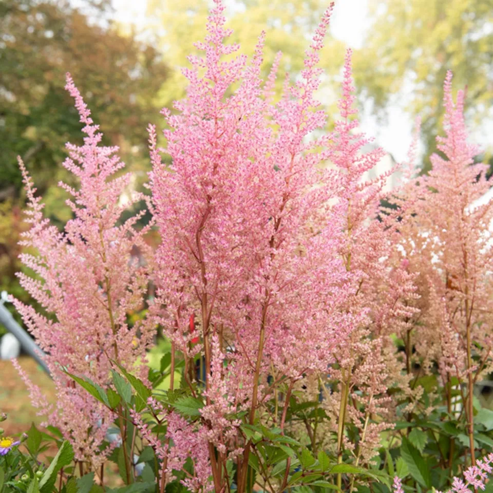 Bakker Erika astilbe arendsii vivace pot 11cm rose ombre