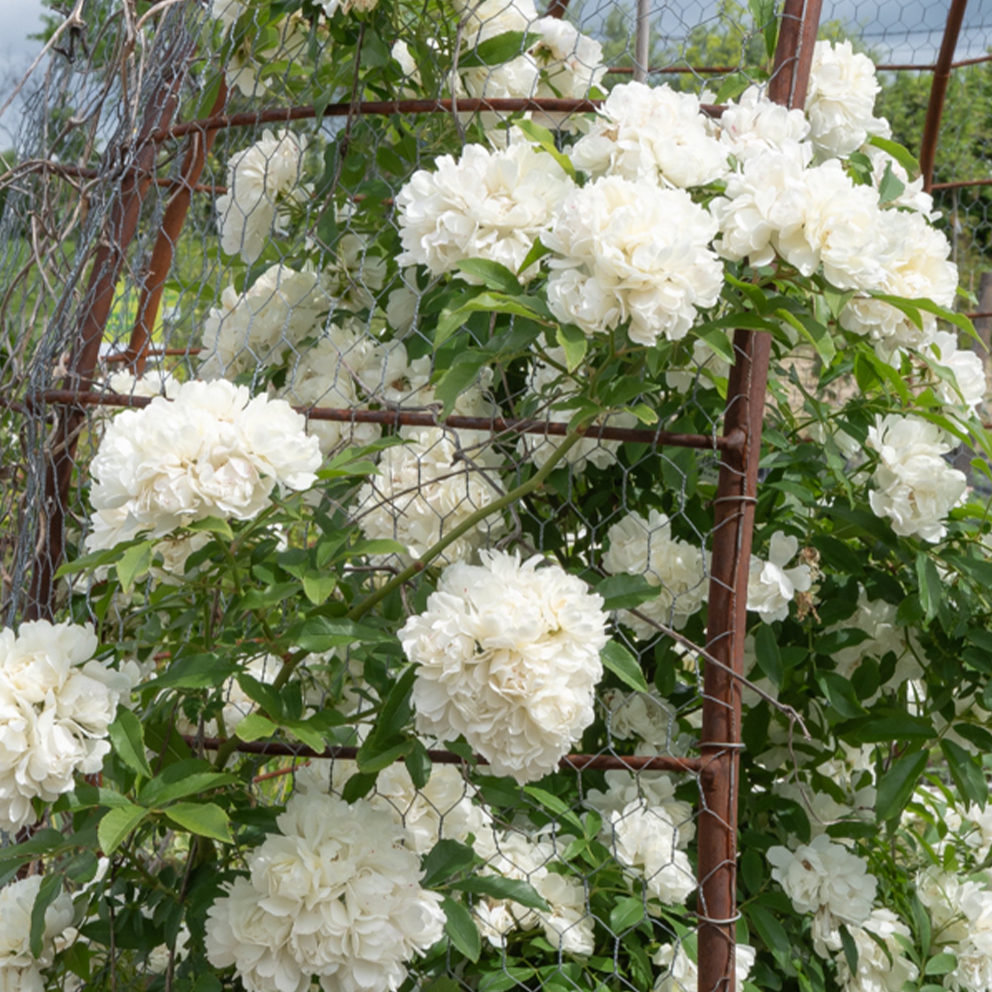 Bakker Rosiers Alba Plena rosier grimpant pot 9cm blanc