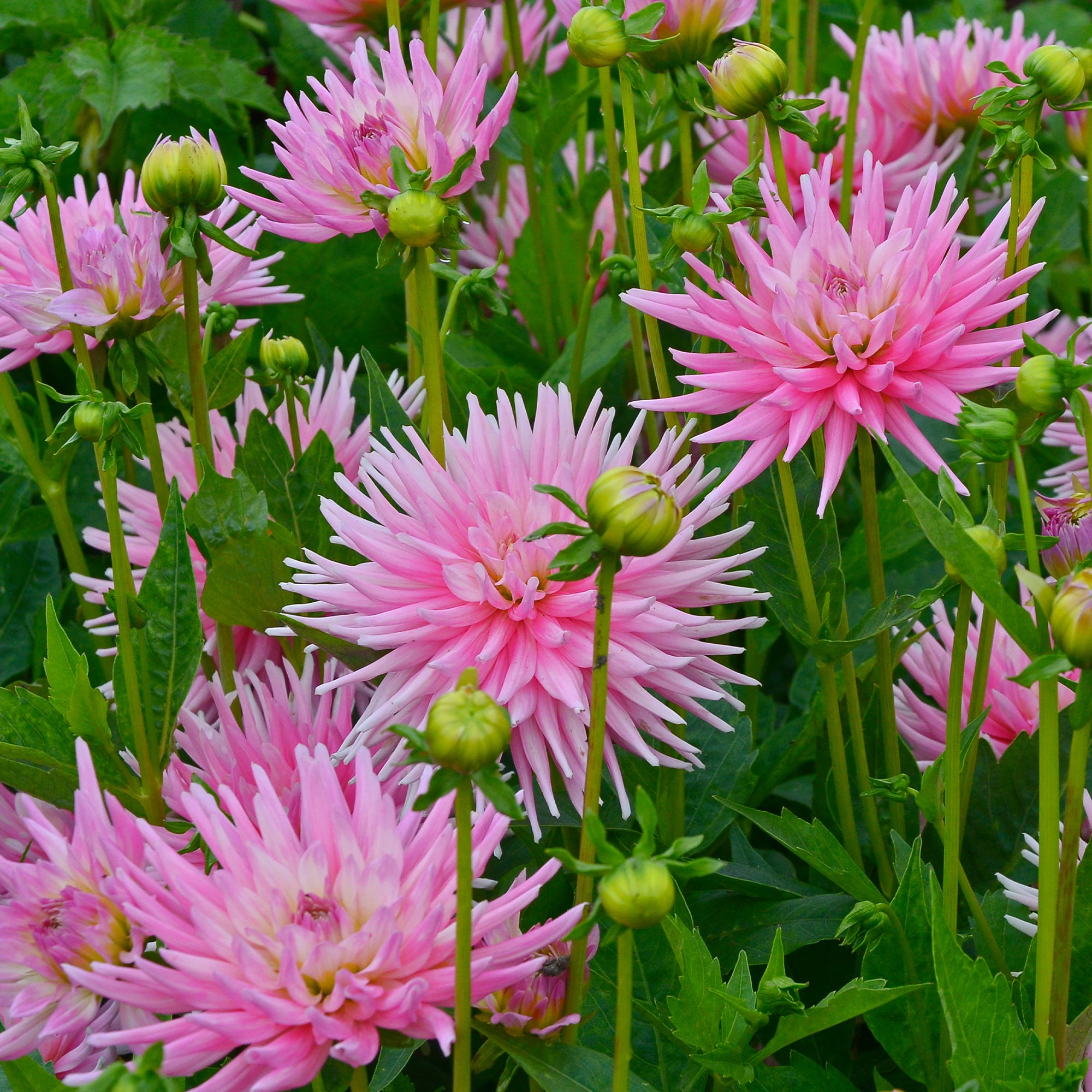 Bakker Plantes d'intérieur Dahlia Park Princess bulbe dahlia 3 bulbes rose