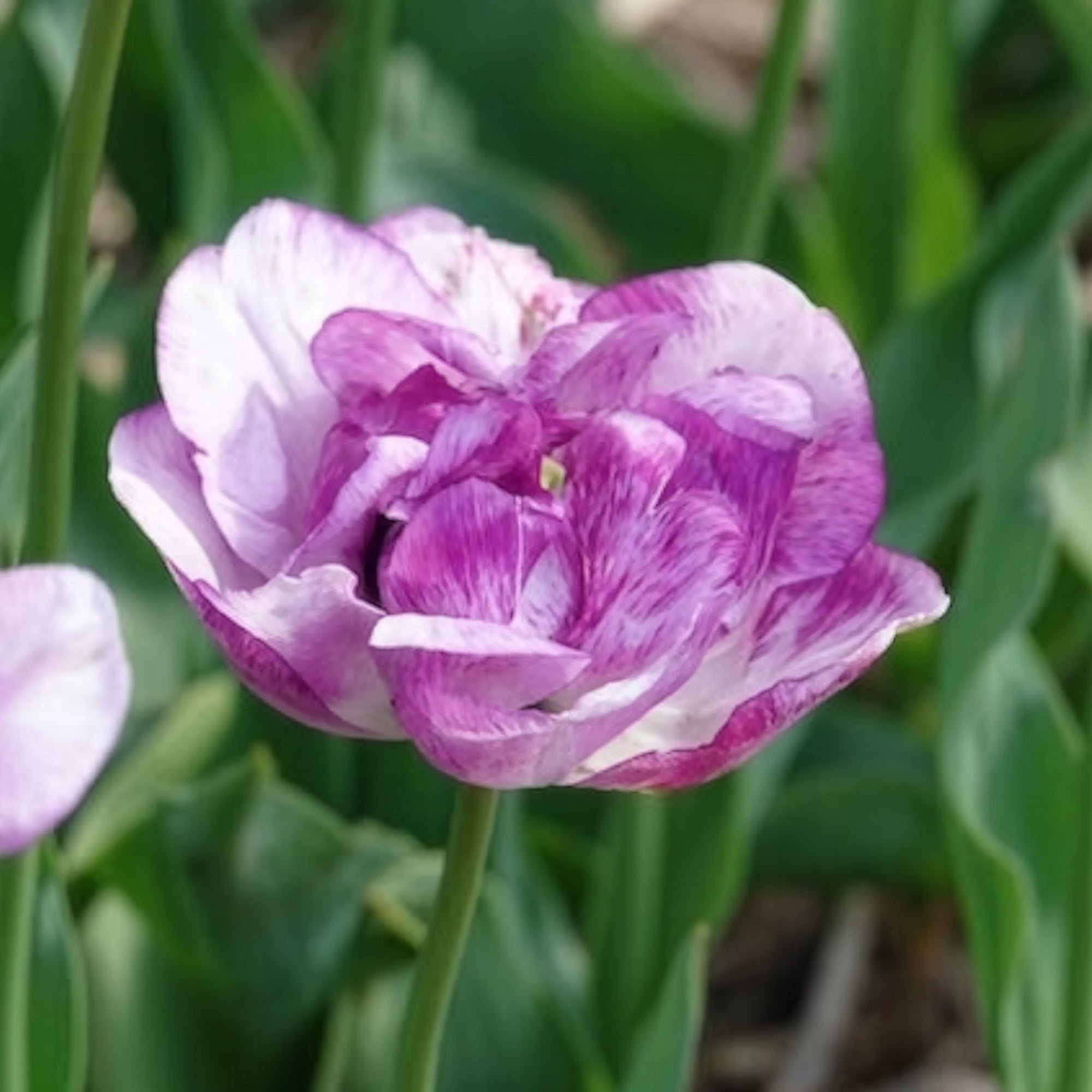 Bakker Shirley Double tulipe pivoine 5 bulbes violet