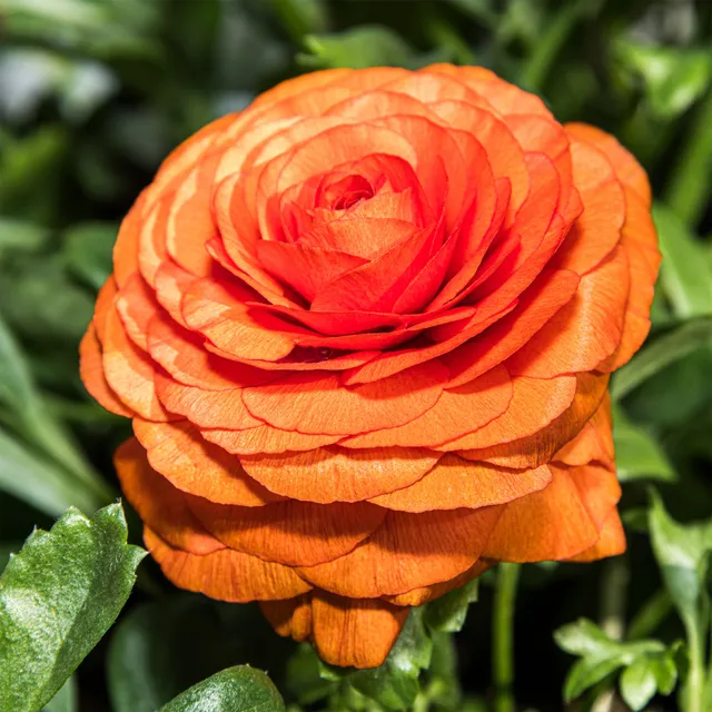 Bakker Bulbes à fleurs 10 Renoncules Orange Flame sachet 10 bulbes orange