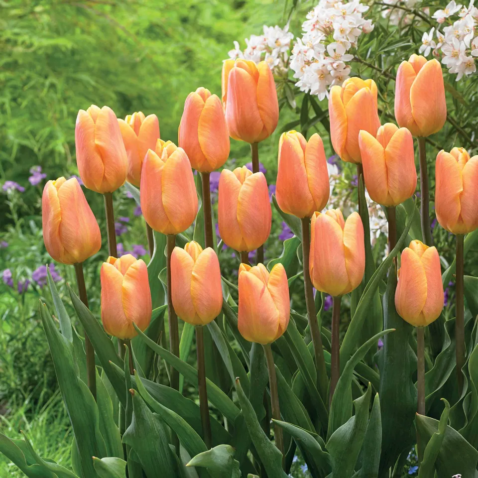 Bakker Belleville tulipe triomphe 10 bulbes orange