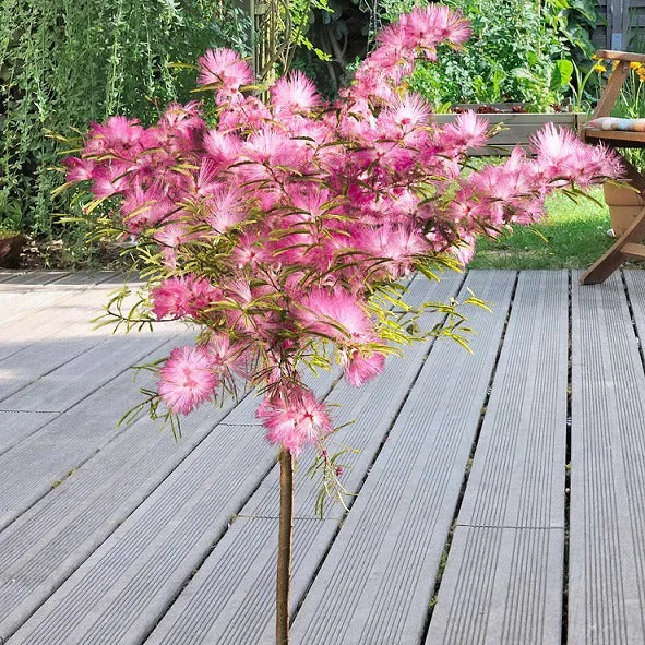 Bakker Calliandra Pink Powder Puff arbuste tige 3L rose