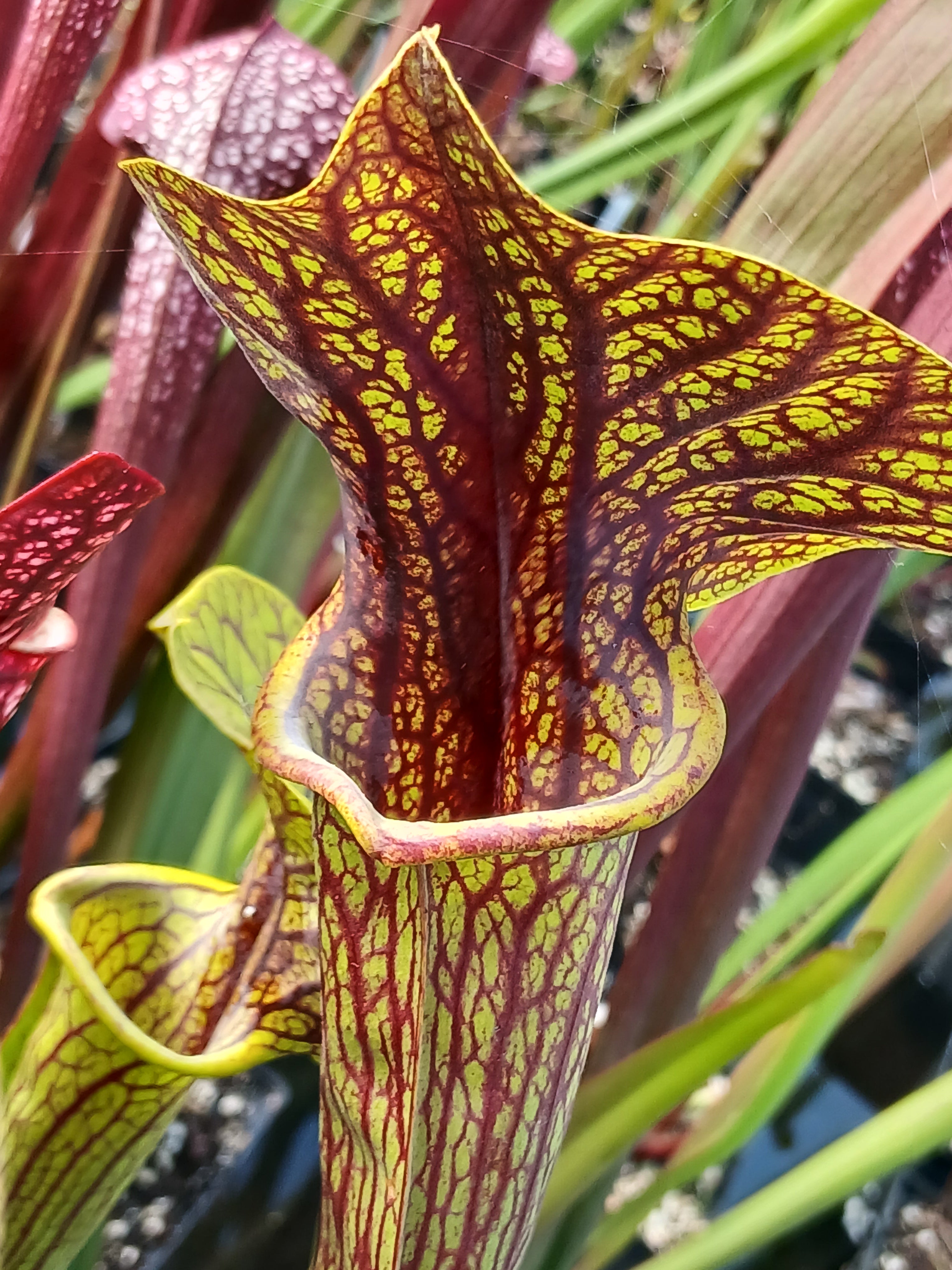 Carniflore Sarracenia flava ornata superornata plante 1 point veinée