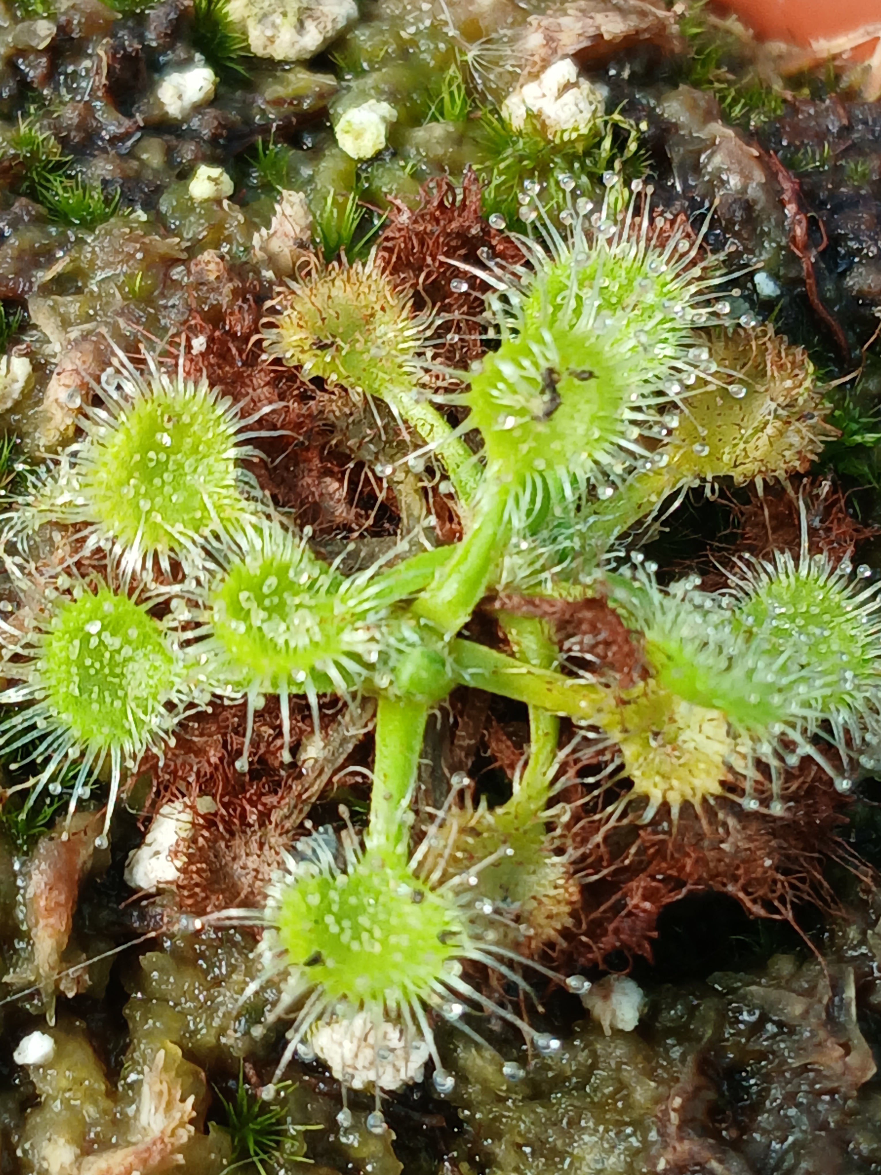 Carniflore Drosera rotundifolia verte carnivore pot adulte