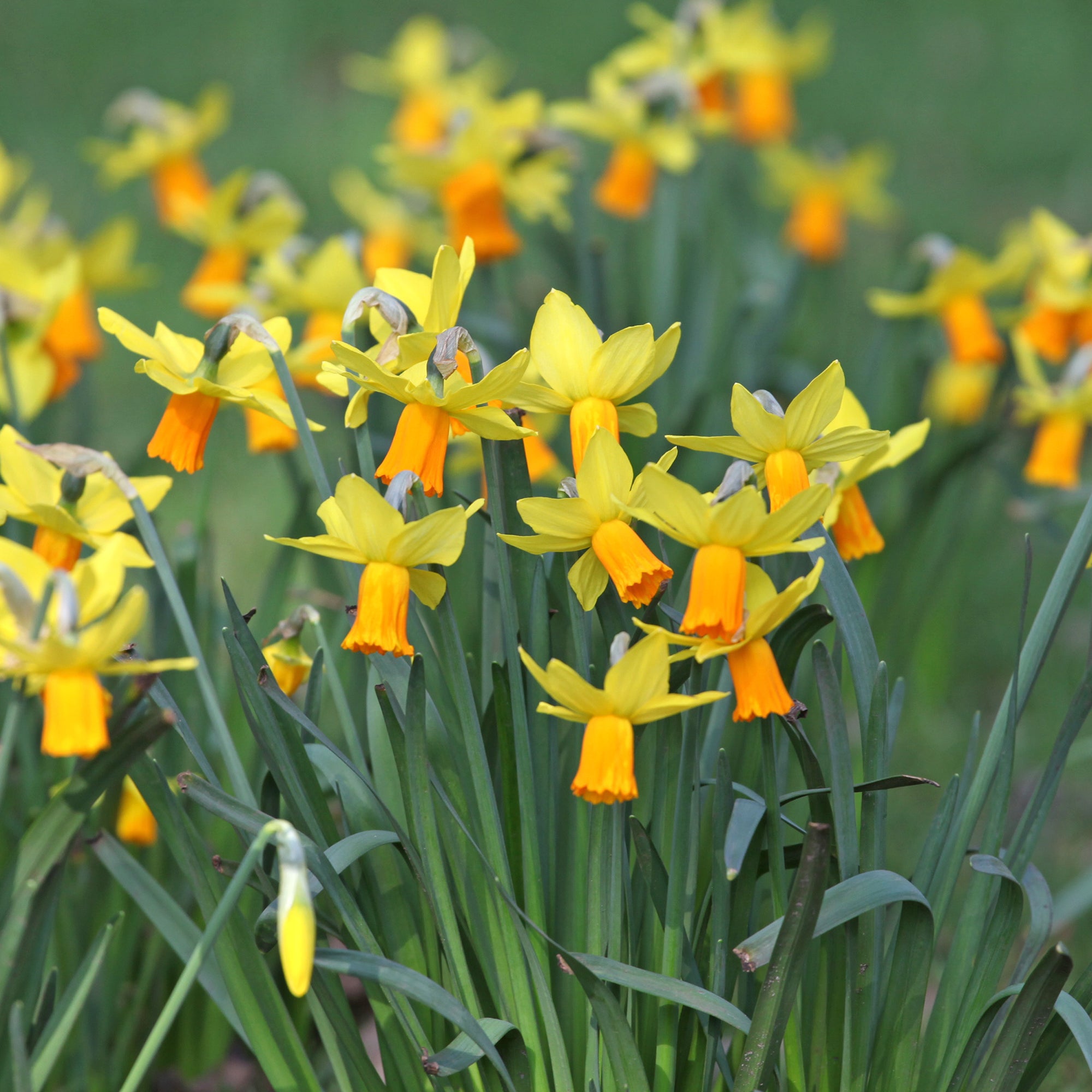 Bakker Mini-narcisse Jet Fire bulbe jaune 5 bulbes