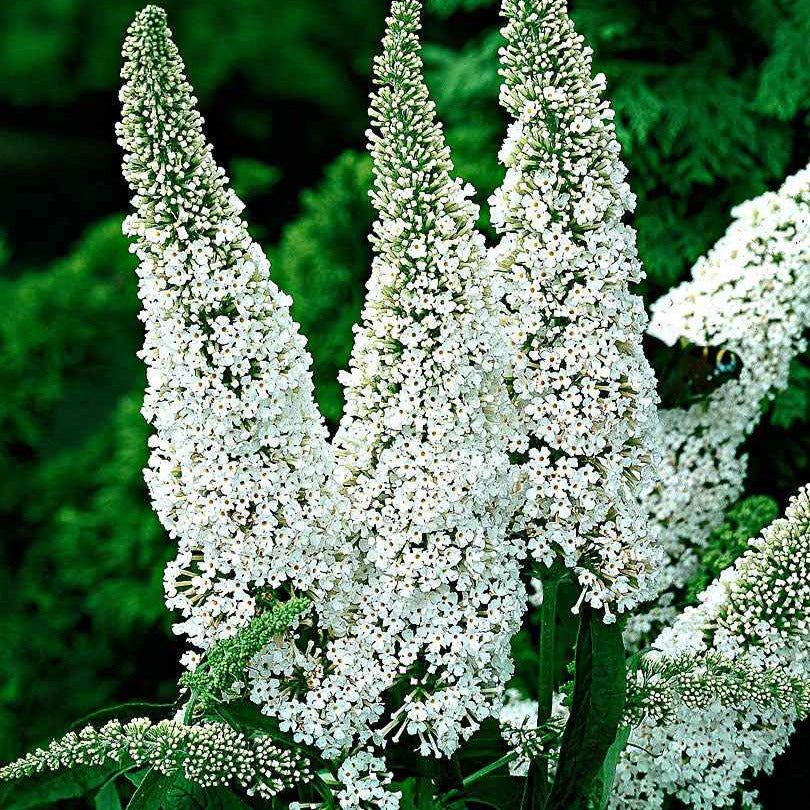 Bakker White Profusion arbre à papillons pot 2L 40-50cm